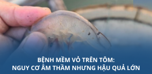 Bệnh mềm vỏ trên tôm: Nguy cơ âm thầm nhưng hậu quả lớn